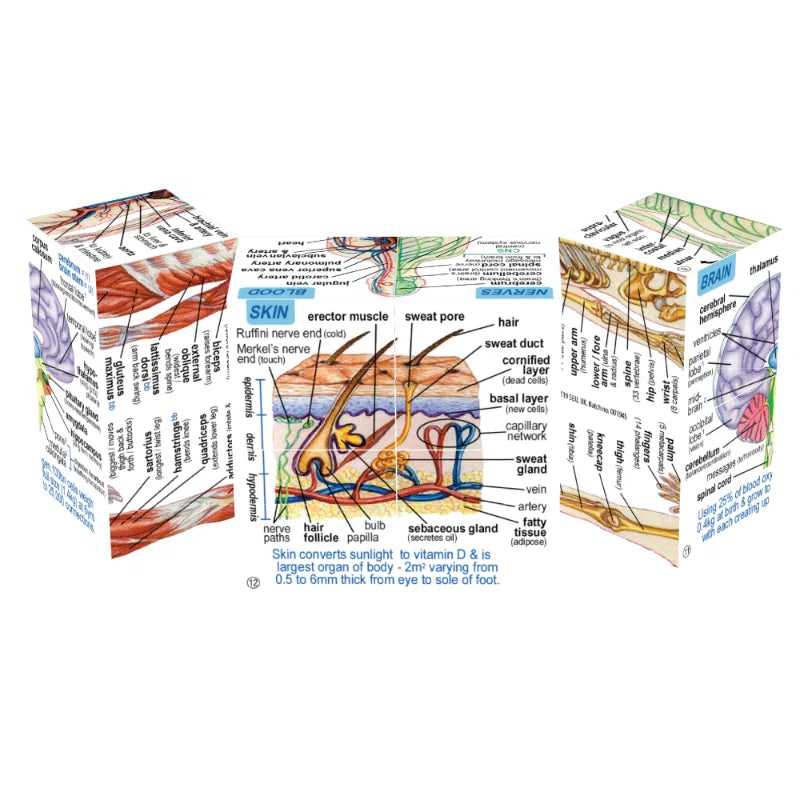 engls talige human body, zoobookoo