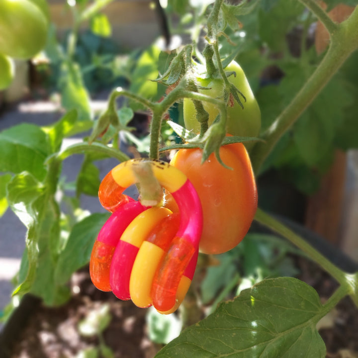 Tangle Tangle oranje-geel-rood, hangend in tomaten struik
